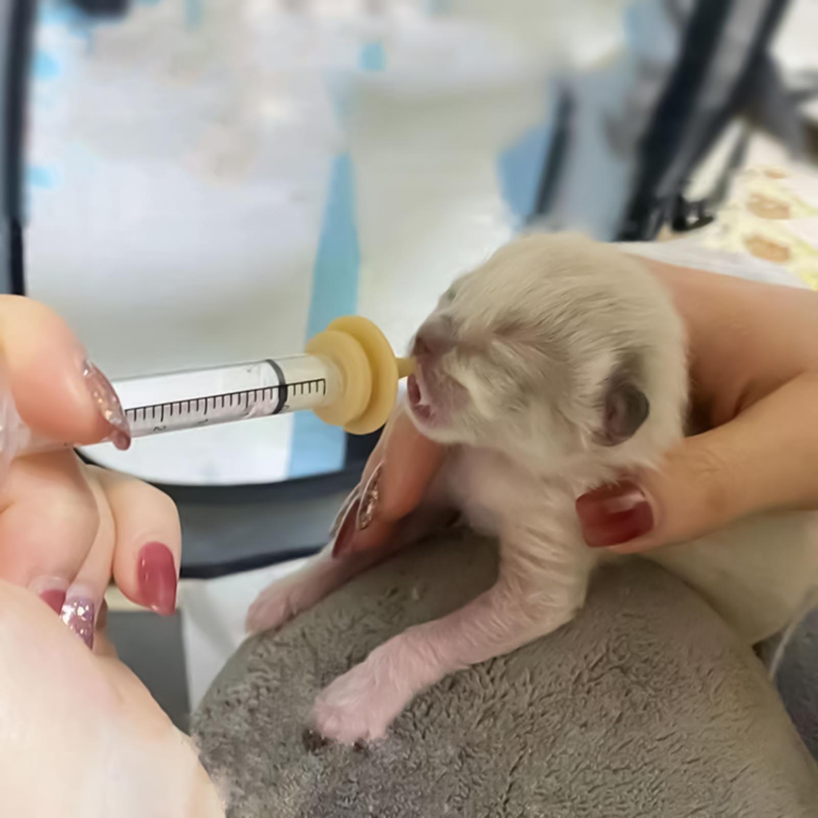 Baby Bird Feeding Syringe Reus - Baby Food Youtube incelemesi ve fiyatı