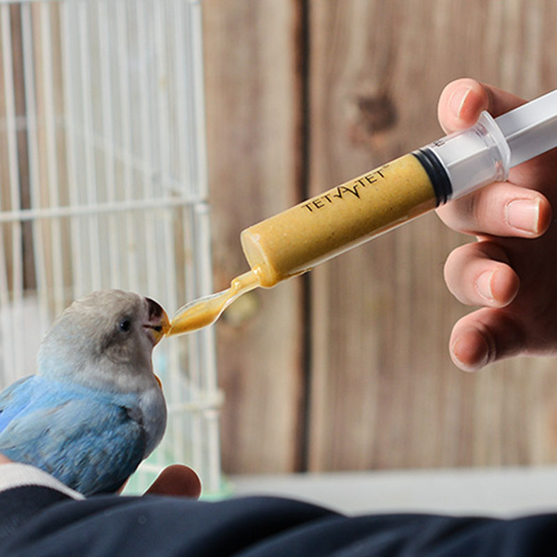 Food Feeding Needle 1 Set Bird - Baby Food Youtube incelemesi ve fiyatı